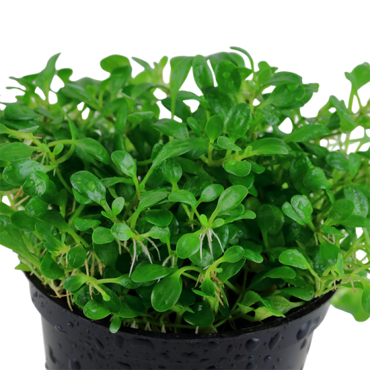 Glossostigma elatinoides