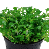 Glossostigma elatinoides