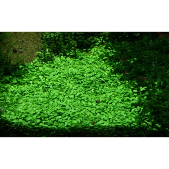 Glossostigma elatinoides