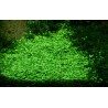 Glossostigma elatinoides