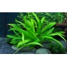Helanthium bolivianum 'Quadricostatus'