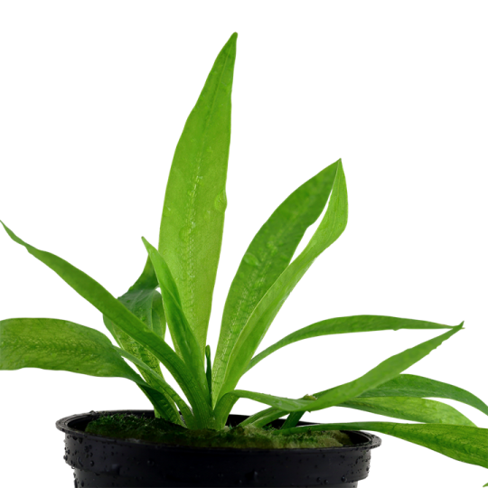 Helanthium bolivianum 'Quadricostatus'