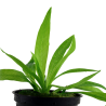 Helanthium bolivianum 'Quadricostatus'