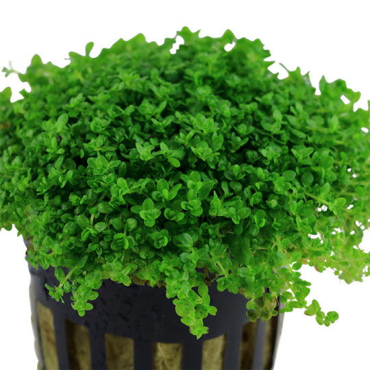 Hemianthus callitrichoides 'Cuba'