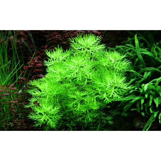 Hottonia palustris