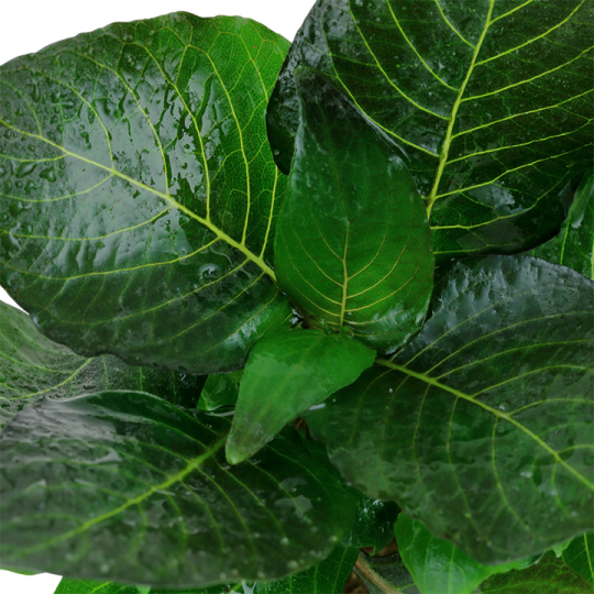 Hygrophila corymbosa 'Compact'