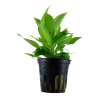 Hygrophila corymbosa 'Siamensis'