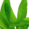 Hygrophila corymbosa 'Siamensis'