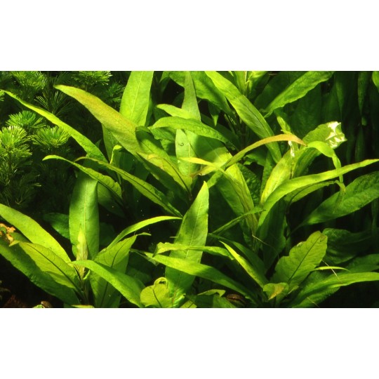 Hygrophila corymbosa 'Siamensis'