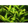 Hygrophila corymbosa 'Siamensis'