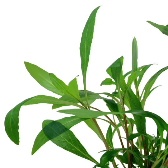 Hygrophila corymbosa 'Siamensis 53B'