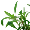 Hygrophila corymbosa 'Siamensis 53B'