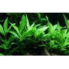 Hygrophila corymbosa 'Siamensis 53B'