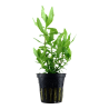 Hygrophila polysperma