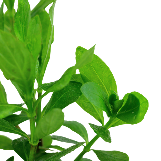 Hygrophila polysperma