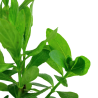 Hygrophila polysperma