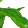 Hygrophila polysperma