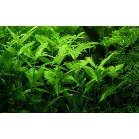 Hygrophila polysperma