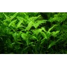 Hygrophila polysperma