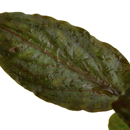 Lagenandra meeboldii 'Red'