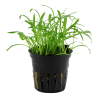 Lilaeopsis brasiliensis