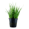 Lilaeopsis mauritiana