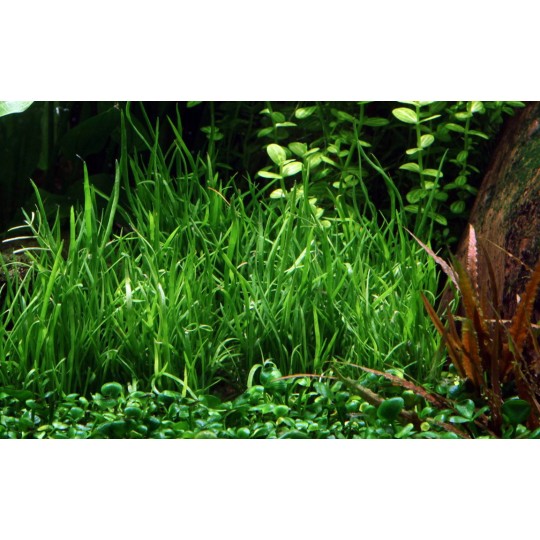 Lilaeopsis mauritiana