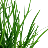 Lilaeopsis mauritiana