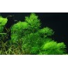 Limnophila aquatica