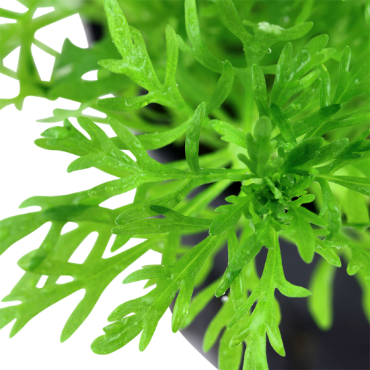 Limnophila aquatica