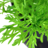 Limnophila aquatica