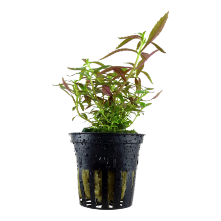 Limnophila hippuridoides