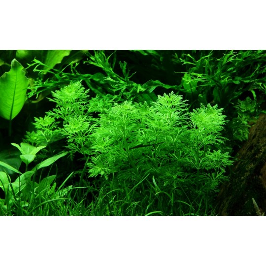 Limnophila sessiliflora