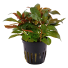 Ludwigia glandulosa - dzīvs akvārija augs