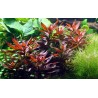 Ludwigia glandulosa - dzīvs akvārija augs