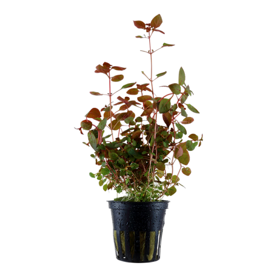 Ludwigia sp. "Mini Super Red"