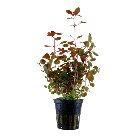 Ludwigia sp. "Mini Super Red"
