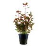 Ludwigia sp. "Mini Super Red"