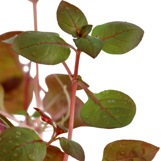 Ludwigia sp. "Mini Super Red"