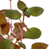 Ludwigia sp. "Mini Super Red"