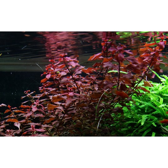 Ludwigia sp. "Mini Super Red"