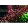 Ludwigia sp. "Mini Super Red"