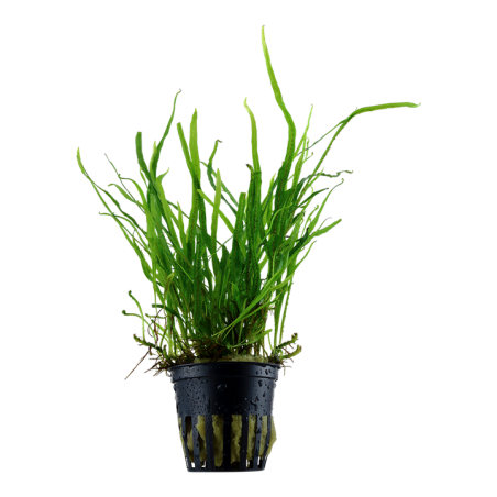 Microsorum pteropus 'Trident'