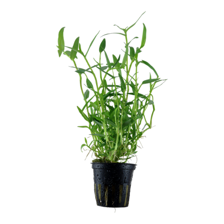 Murdannia keisak