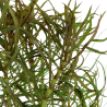 Pogostemon stellatus