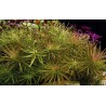Pogostemon stellatus