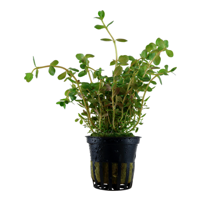 Rotala rotundifolia