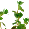 Rotala rotundifolia