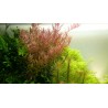 Rotala rotundifolia