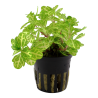 Shinnersia rivularis 'Weiss-Grün'